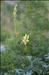 Aconitum lycoctonum subsp. neapolitanum (Ten.) Nyman