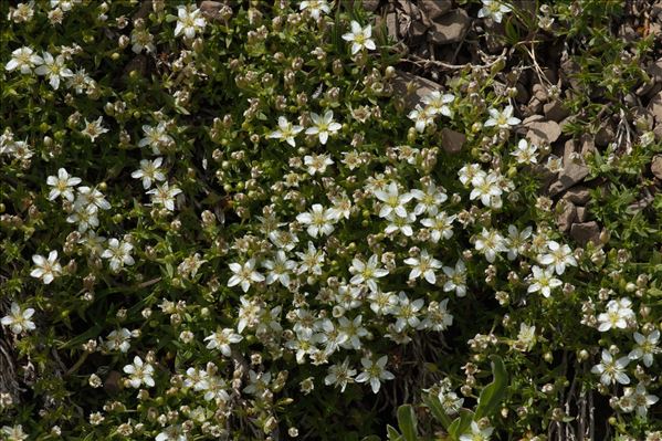 Arenaria multicaulis L.