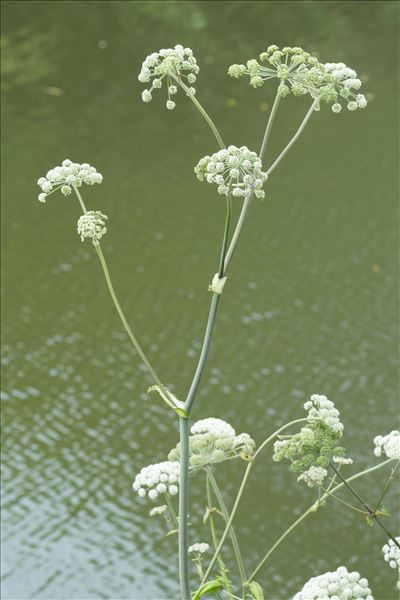 Angelica sylvestris L. subsp. sylvestris