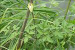 Angelica sylvestris L. subsp. sylvestris