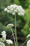 Angelica sylvestris L. subsp. sylvestris