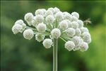 Angelica sylvestris L. subsp. sylvestris