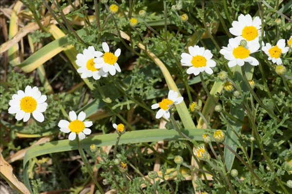 Anthemis arvensis subsp. incrassata (Loisel.) Nyman