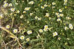 Anthemis arvensis subsp. incrassata (Loisel.) Nyman