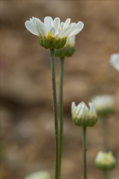Anthemis cretica subsp. gerardiana (Jord.) Greuter