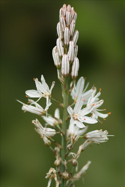 Asphodelus macrocarpus Parl.