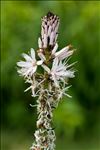 Asphodelus macrocarpus Parl. subsp. macrocarpus