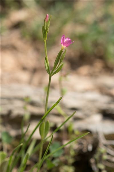 Centaurium tenuiflorum (Hoffmanns. & Link) Fritsch