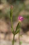 Centaurium tenuiflorum (Hoffmanns. & Link) Fritsch