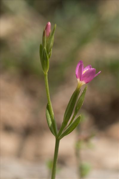 Centaurium tenuiflorum subsp. acutiflorum (Schott) Zeltner