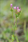 Centaurium tenuiflorum subsp. acutiflorum (Schott) Zeltner