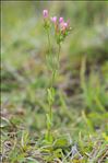 Centaurium tenuiflorum subsp. acutiflorum (Schott) Zeltner