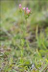 Centaurium tenuiflorum (Hoffmanns. & Link) Fritsch