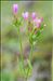 Centaurium tenuiflorum subsp. acutiflorum (Schott) Zeltner