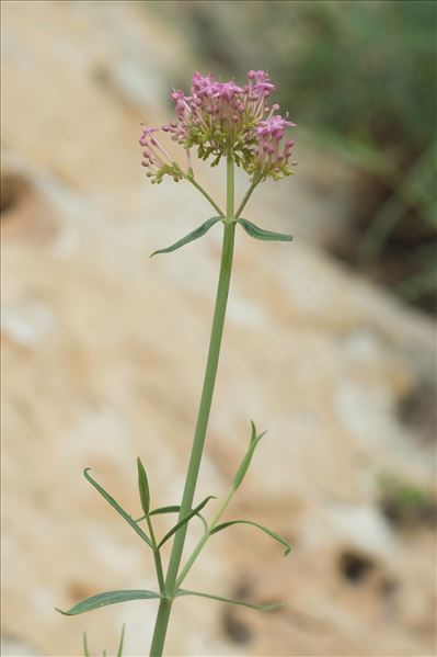 Centranthus lecoqii Jord.