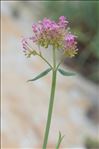 Centranthus lecoqii Jord.