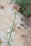 Centranthus lecoqii Jord.