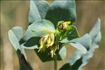 Cerinthe minor subsp. auriculata (Ten.) Rouy