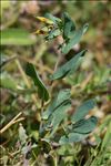 Cerinthe minor subsp. auriculata (Ten.) Rouy
