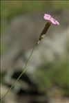 Dianthus longicaulis Ten.
