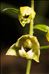 Epipactis helleborine subsp. tremolsii (Pau) E.Klein