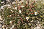 Helianthemum violaceum (Cav.) Pers.