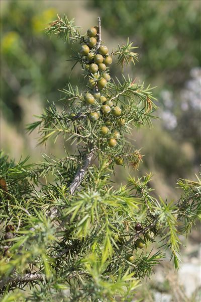 Juniperus oxycedrus L. subsp. oxycedrus