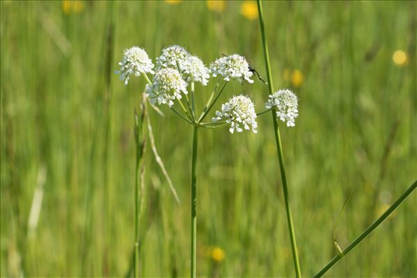 Oenanthe peucedanifolia Pollich