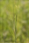 Oenanthe peucedanifolia Pollich