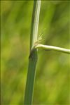 Oenanthe peucedanifolia Pollich
