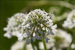 Oenanthe peucedanifolia Pollich