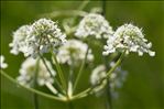 Oenanthe peucedanifolia Pollich