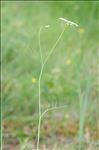 Oenanthe peucedanifolia Pollich