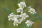 Oenanthe peucedanifolia Pollich