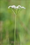 Oenanthe peucedanifolia Pollich