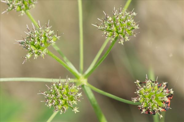 Oenanthe peucedanifolia Pollich