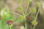 Oenanthe peucedanifolia Pollich