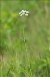 Oenanthe peucedanifolia Pollich