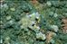 Paronychia kapela subsp. galloprovincialis Küpfer