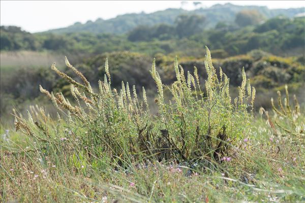 Reseda alba L. subsp. alba