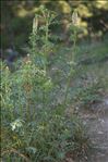 Reseda alba L. subsp. alba