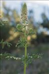 Reseda alba L. subsp. alba