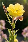 Oenothera glazioviana Micheli