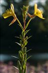 Oenothera glazioviana Micheli