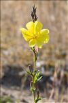 Oenothera glazioviana Micheli