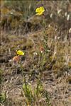 Oenothera glazioviana Micheli