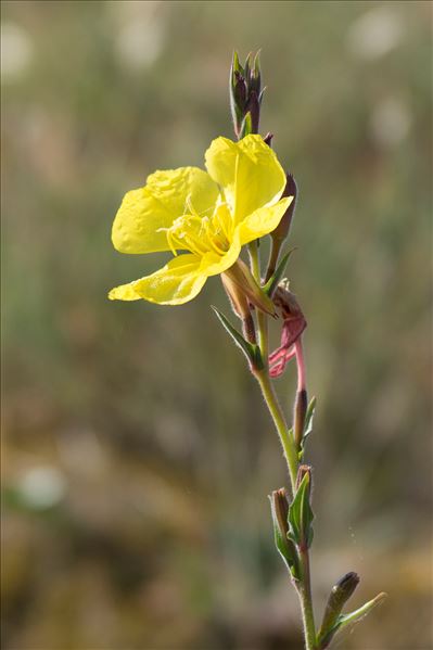 Oenothera glazioviana Micheli