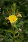 Oenothera glazioviana Micheli