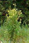 Oenothera glazioviana Micheli