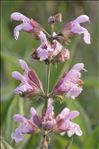 Salvia officinalis subsp. lavandulifolia var. pyrenaeorum (W.Lippert) O.Bolòs & Vigo